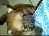 Foto 3: POMERANIAN TOY POM BABAS